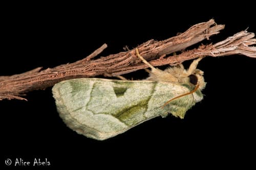 Green Oslaria Moth