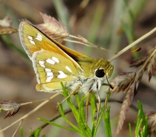 Green Skipper
