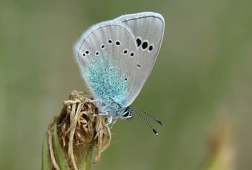 Green-underside Blue