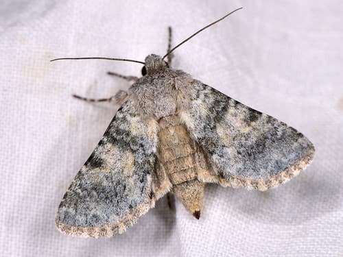 Grey Moth