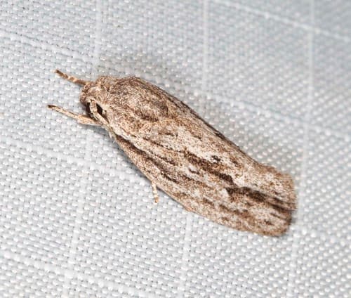 Grey Agriophara Moth