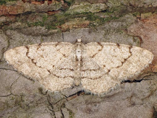 Grey Birch Moth