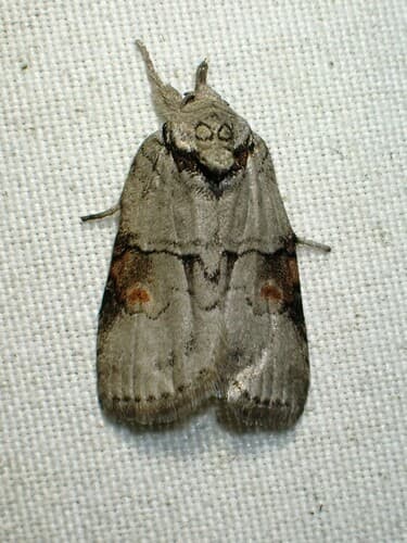 Grey Midget Moth
