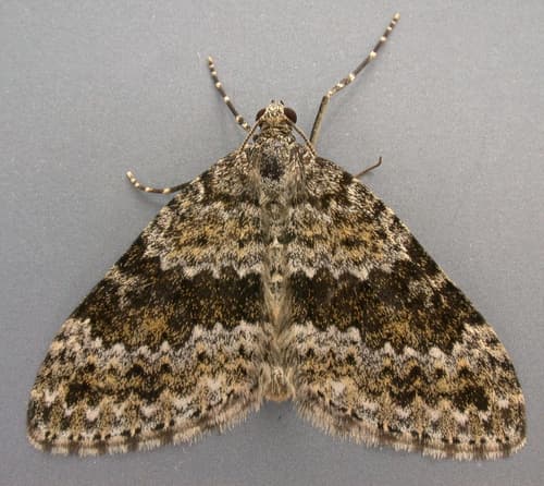 Grey Mountain Carpet
