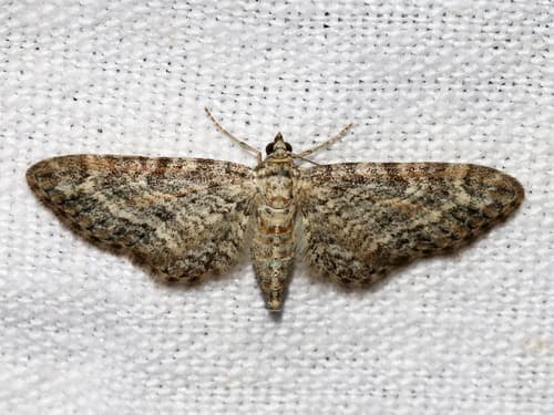 Grey Pug Moth