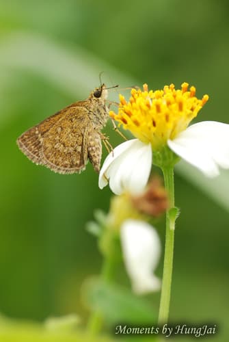 Grey Scrub Hopper