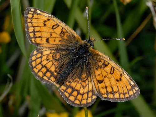 Grisons Fritillary