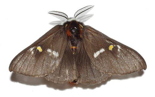 Grote's buckmoth