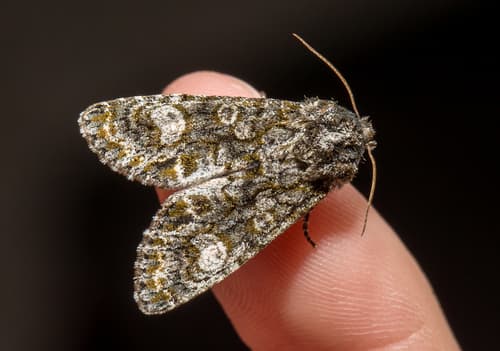 Grote's Sallow