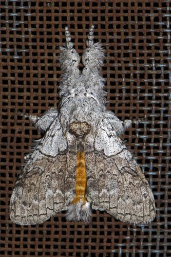 Grote's Tussock Moth