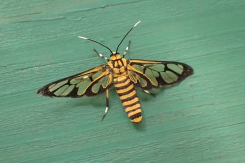 Grote's Wasp Moth