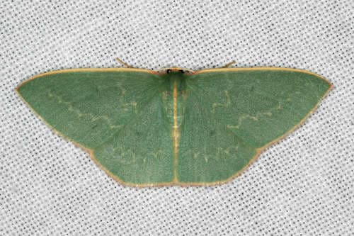 Guenee's Emerald