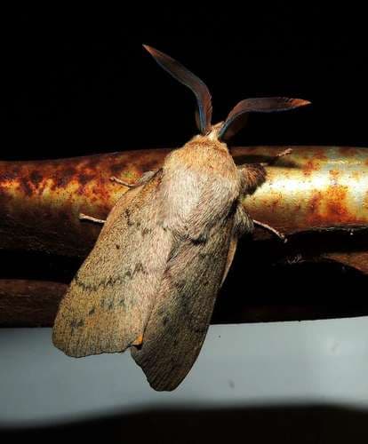 Gum Snout Moth