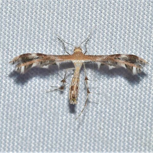 Gumweed Plume Moth