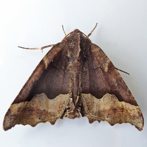 Hübner's Pero Moth