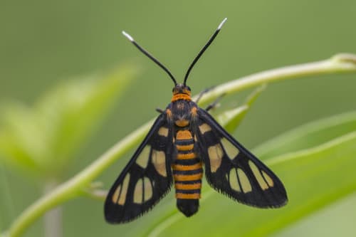 Hübner's Wasp Moth