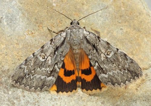 Habilis Underwing