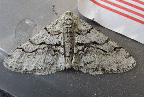 Half-wing Moth