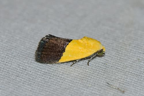 Half-yellow Moth