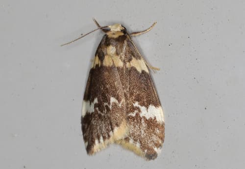 No widely recognized common name