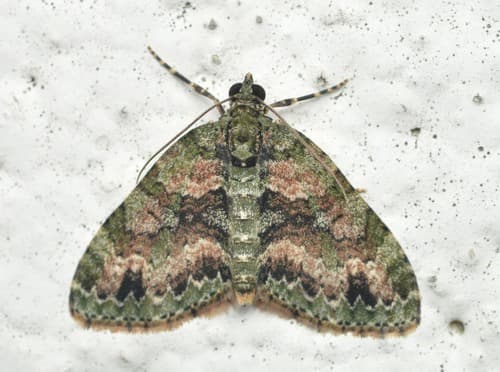 Hammaptera Moth