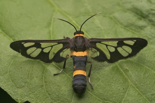 Handmaiden moth