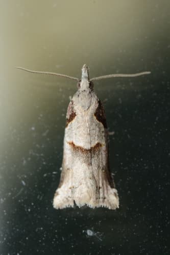 Harmologa amplexana
