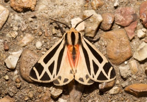 Harnessed Tiger Moth