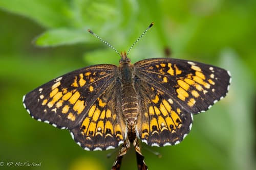 Harris's Checkerspot