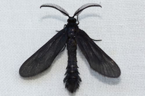 Western Grapeleaf Skeletonizer Moth