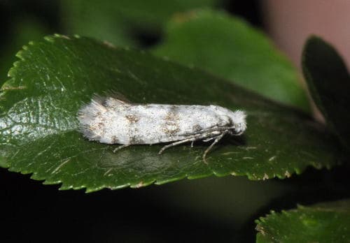 Hawthorn Moth