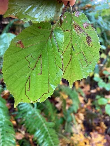 Hazel Leafminer Moth