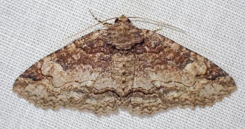 Hazel Zale Moth