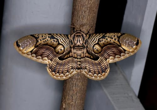 Hearsey's Owl Moth