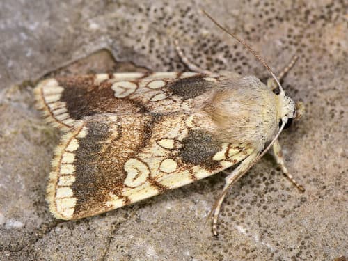 Heart Moth