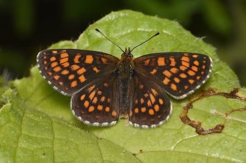 Heath Fritillary