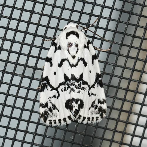 Hebrew Moth
