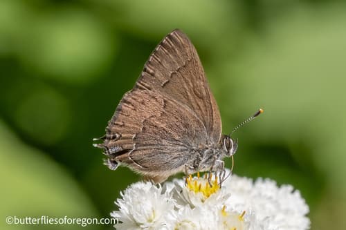 Hedgerow Hairstreak