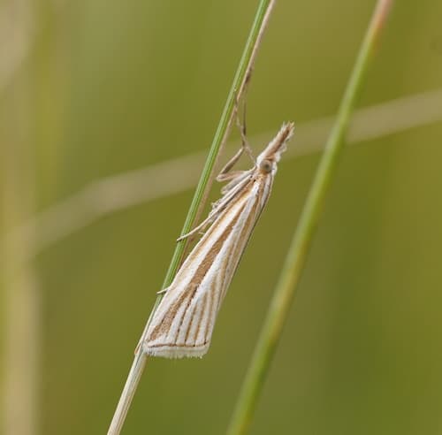 Striped Grass-moth