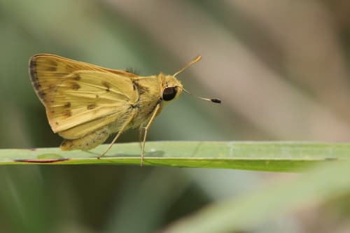 Catilina Skipper