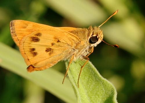 Praeceps Skipper