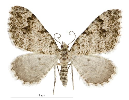 Helastia cinerearia