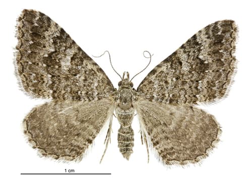 Helastia semisignata