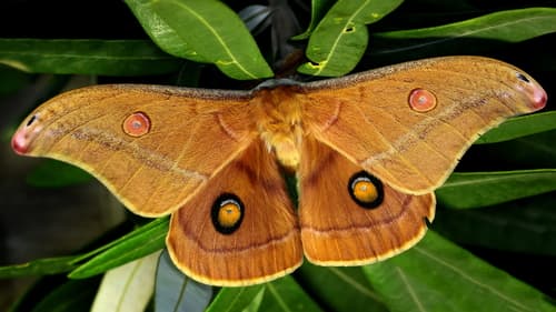 Helena Gum Moth