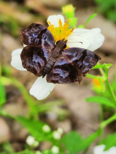 Phalaenoides Skipper