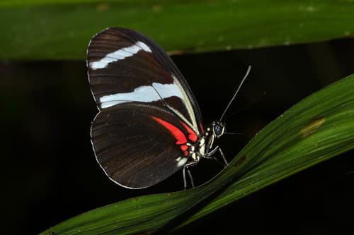 Antiochus Longwing