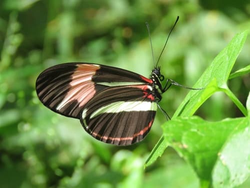 Bescke's Longwing