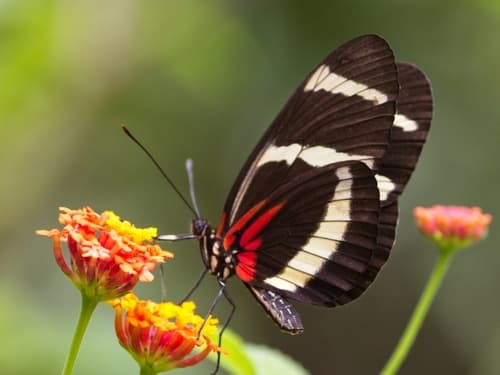 Hewitson's Longwing
