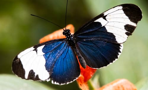 Sapho Longwing