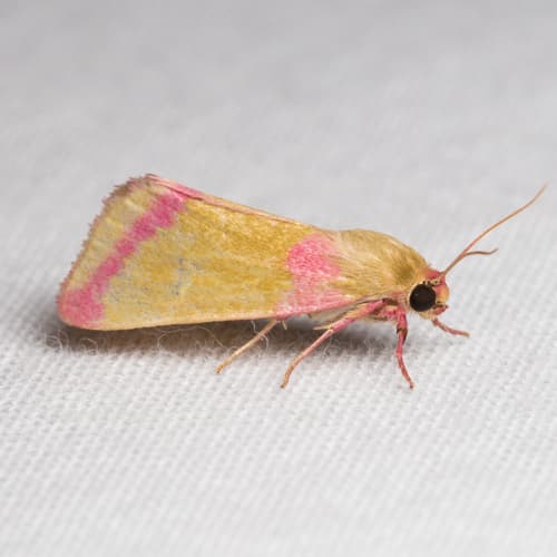 Pink-streaked Heliocheilus